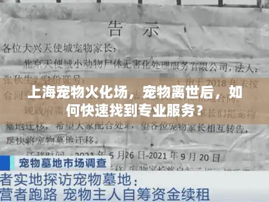 上海宠物火化场，宠物离世后，如何快速找到专业服务？