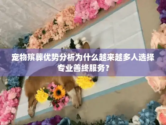 宠物殡葬优势分析为什么越来越多人选择专业善终服务？
