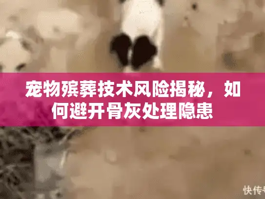 宠物殡葬技术风险揭秘，如何避开骨灰处理隐患