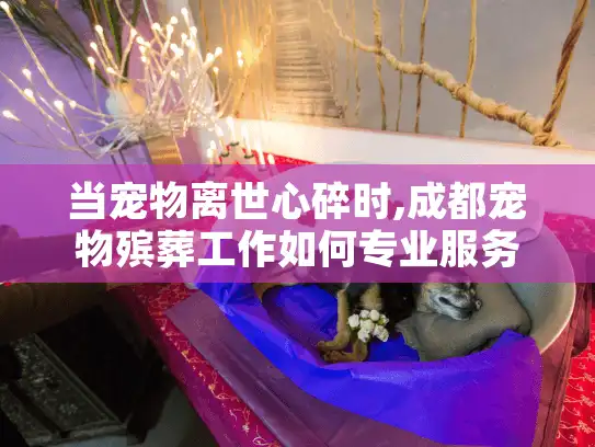 当宠物离世心碎时,成都宠物殡葬工作如何专业服务?