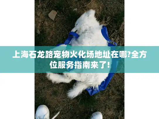 上海石龙路宠物火化场地址在哪?全方位服务指南来了!