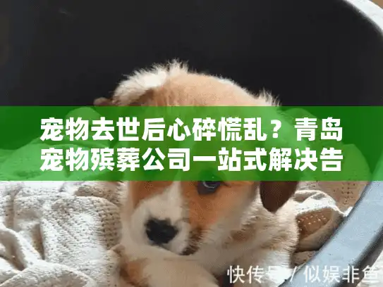 宠物去世后心碎慌乱？青岛宠物殡葬公司一站式解决告别难题