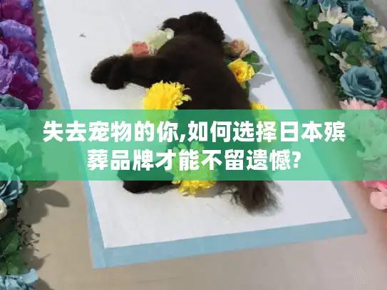 失去宠物的你,如何选择日本殡葬品牌才能不留遗憾?