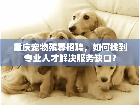 重庆宠物殡葬招聘，如何找到专业人才解决服务缺口？