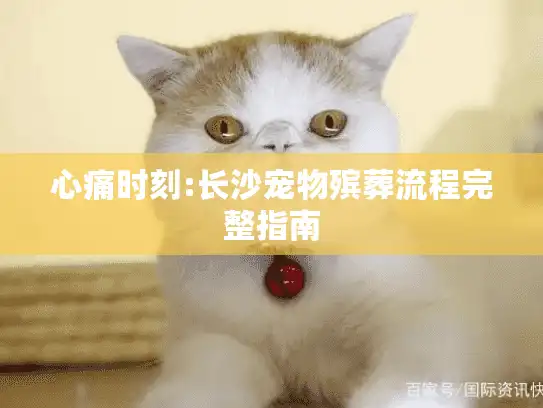 心痛时刻:长沙宠物殡葬流程完整指南