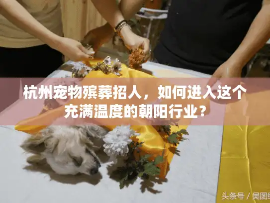 杭州宠物殡葬招人，如何进入这个充满温度的朝阳行业？