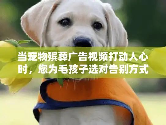 当宠物殡葬广告视频打动人心时，您为毛孩子选对告别方式了吗？