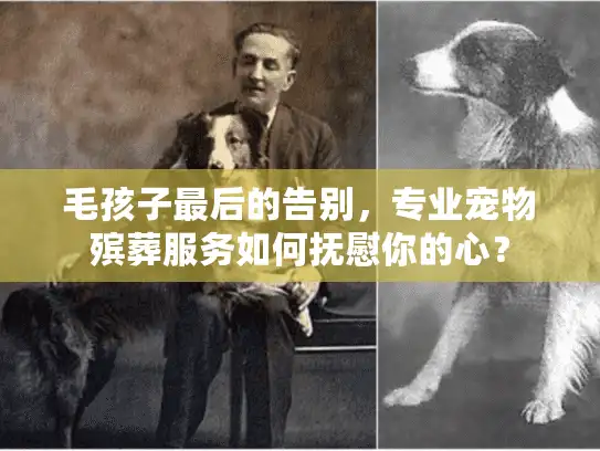 毛孩子最后的告别，专业宠物殡葬服务如何抚慰你的心？