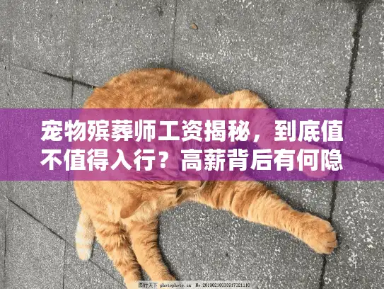 宠物殡葬师工资揭秘，到底值不值得入行？高薪背后有何隐情？