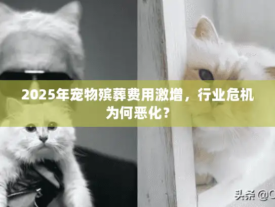 2025年宠物殡葬费用激增，行业危机为何恶化？