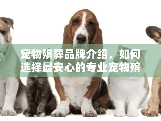 宠物殡葬品牌介绍，如何选择最安心的专业宠物殡葬服务？