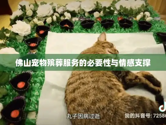 佛山宠物殡葬服务的必要性与情感支撑
