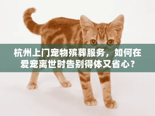 杭州上门宠物殡葬服务，如何在爱宠离世时告别得体又省心？