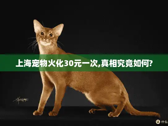 上海宠物火化30元一次,真相究竟如何?