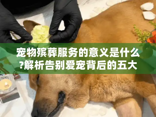宠物殡葬服务的意义是什么?解析告别爱宠背后的五大社会价值