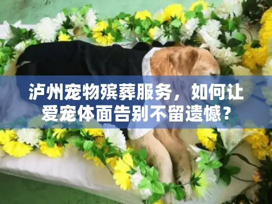 泸州宠物殡葬服务，如何让爱宠体面告别不留遗憾？