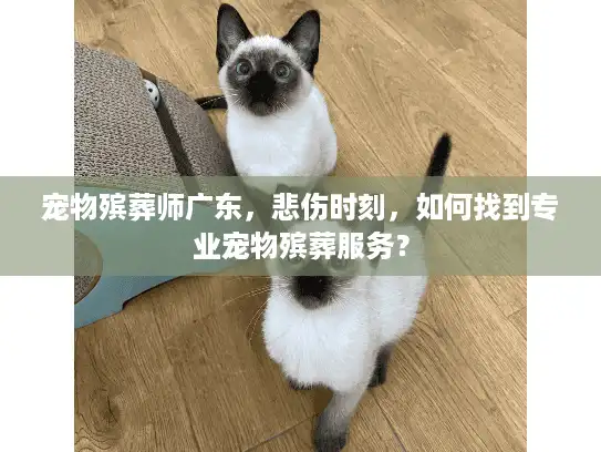 宠物殡葬师广东，悲伤时刻，如何找到专业宠物殡葬服务？