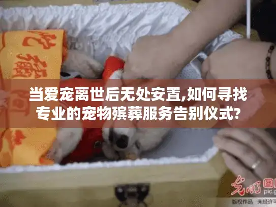 当爱宠离世后无处安置,如何寻找专业的宠物殡葬服务告别仪式?