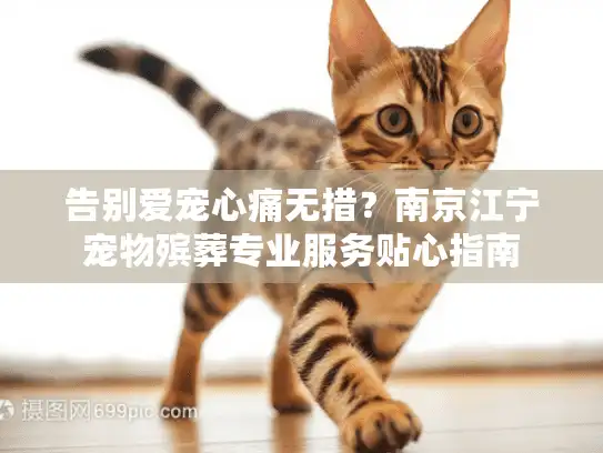 告别爱宠心痛无措？南京江宁宠物殡葬专业服务贴心指南