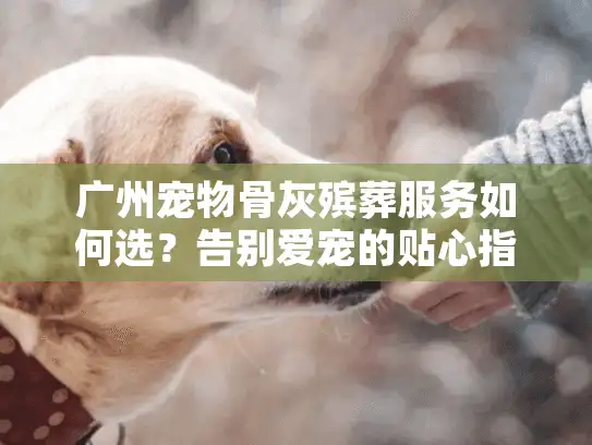 广州宠物骨灰殡葬服务如何选？告别爱宠的贴心指南