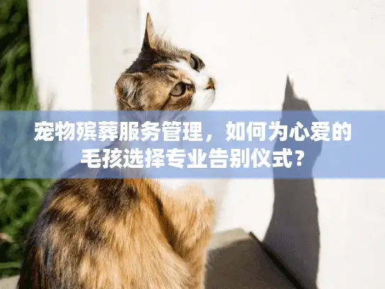 宠物殡葬服务管理，如何为心爱的毛孩选择专业告别仪式？