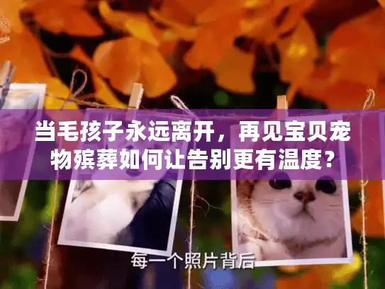 当毛孩子永远离开，再见宝贝宠物殡葬如何让告别更有温度？