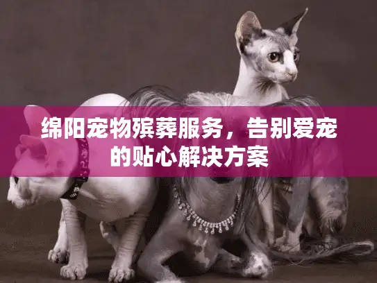 绵阳宠物殡葬服务，告别爱宠的贴心解决方案