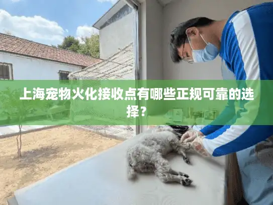上海宠物火化接收点有哪些正规可靠的选择？