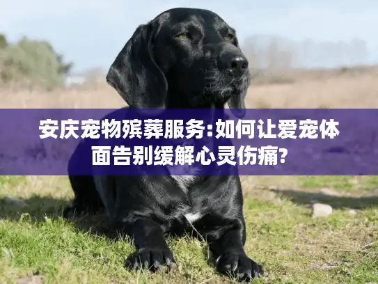 安庆宠物殡葬服务:如何让爱宠体面告别缓解心灵伤痛?