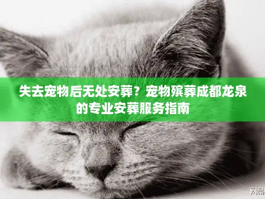 失去宠物后无处安葬？宠物殡葬成都龙泉的专业安葬服务指南
