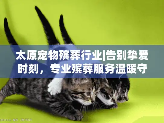 太原宠物殡葬行业|告别挚爱时刻，专业殡葬服务温暖守候