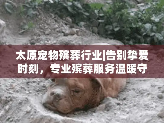 太原宠物殡葬行业|告别挚爱时刻，专业殡葬服务温暖守候
