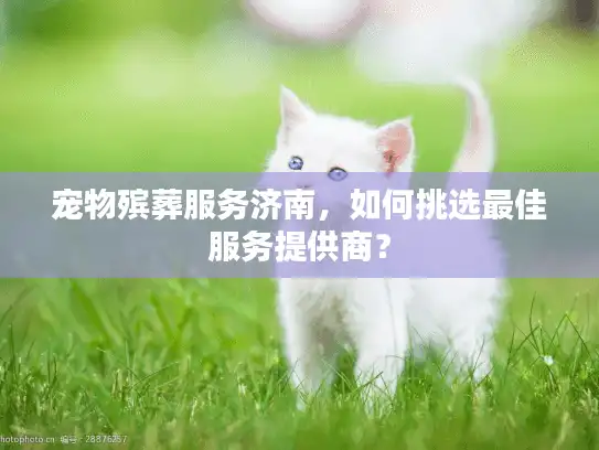 宠物殡葬服务济南，如何挑选最佳服务提供商？