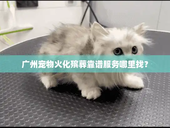 广州宠物火化殡葬靠谱服务哪里找？