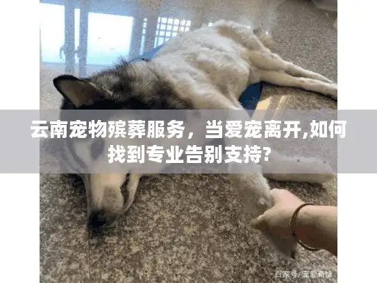 云南宠物殡葬服务，当爱宠离开,如何找到专业告别支持?
