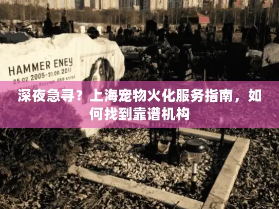 深夜急寻？上海宠物火化服务指南，如何找到靠谱机构