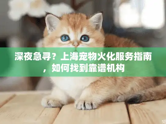 深夜急寻？上海宠物火化服务指南，如何找到靠谱机构