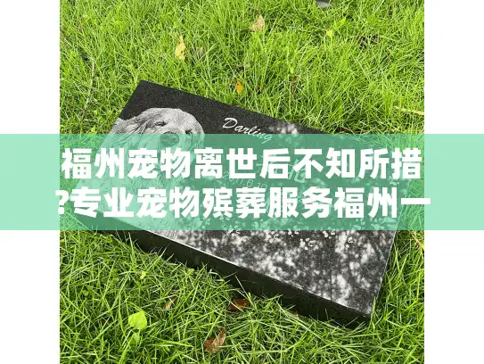 福州宠物离世后不知所措?专业宠物殡葬服务福州一站式安心告别指南