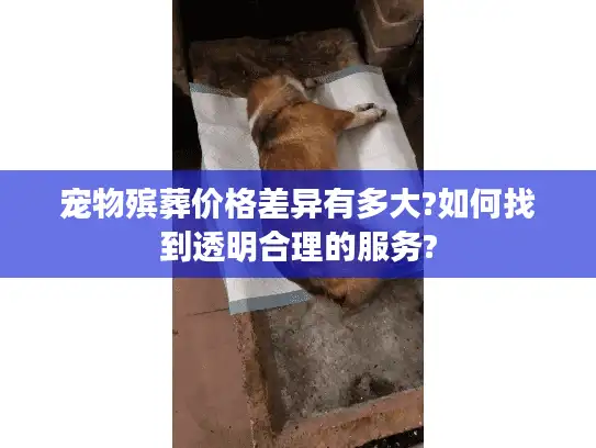 宠物殡葬价格差异有多大?如何找到透明合理的服务?