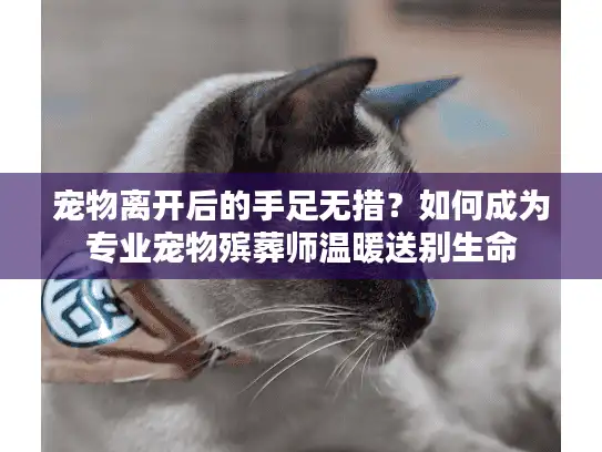 宠物离开后的手足无措？如何成为专业宠物殡葬师温暖送别生命