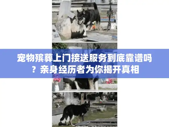宠物殡葬上门接送服务到底靠谱吗？亲身经历者为你揭开真相