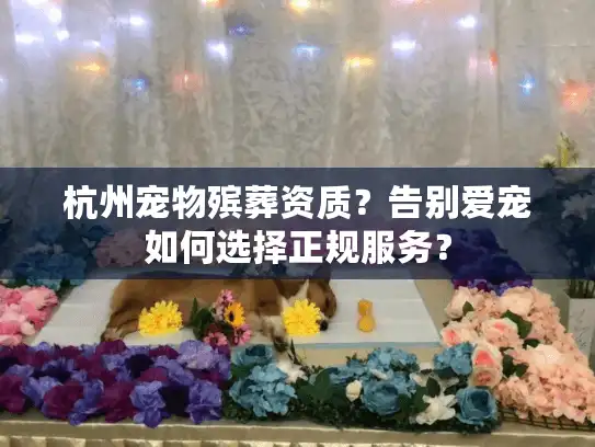 杭州宠物殡葬资质？告别爱宠如何选择正规服务？