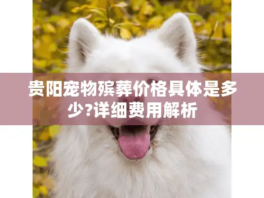 贵阳宠物殡葬价格具体是多少?详细费用解析