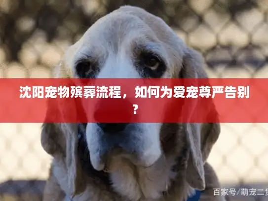 沈阳宠物殡葬流程，如何为爱宠尊严告别？