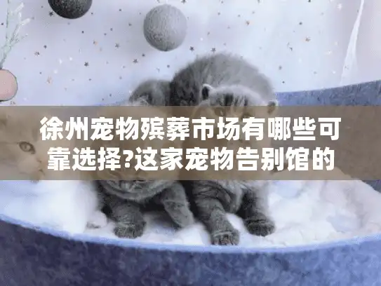 徐州宠物殡葬市场有哪些可靠选择?这家宠物告别馆的服务体验实录