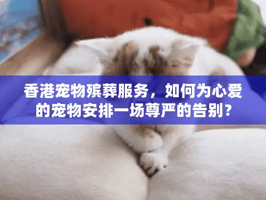 香港宠物殡葬服务，如何为心爱的宠物安排一场尊严的告别？