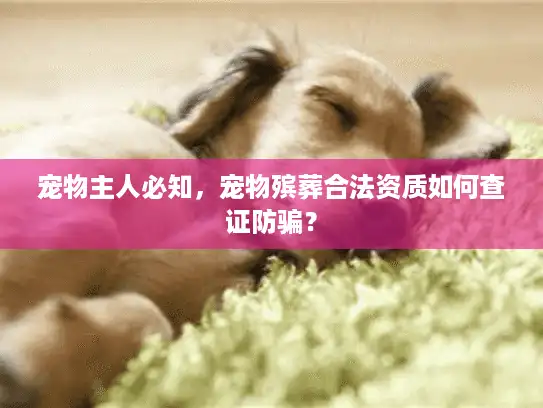 宠物主人必知，宠物殡葬合法资质如何查证防骗？