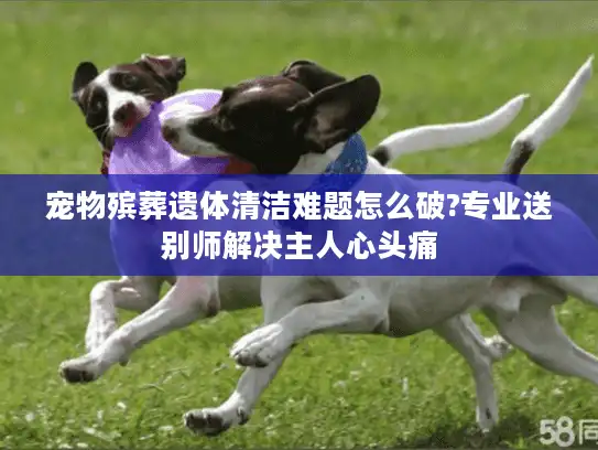 宠物殡葬遗体清洁难题怎么破?专业送别师解决主人心头痛