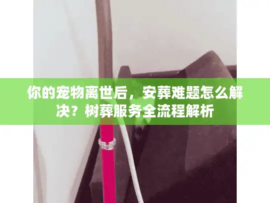 你的宠物离世后，安葬难题怎么解决？树葬服务全流程解析