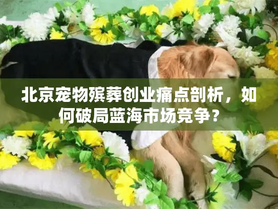北京宠物殡葬创业痛点剖析，如何破局蓝海市场竞争？